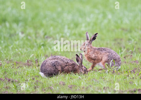 Lièvre d'Europe (Lepus europaeus) dans un pré, de l'Ems, Basse-Saxe, Allemagne Banque D'Images