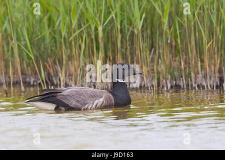 La Bernache cravant (Branta bernicla) nager à la frontière reed, Texel, Hollande du Nord, Pays-Bas Banque D'Images