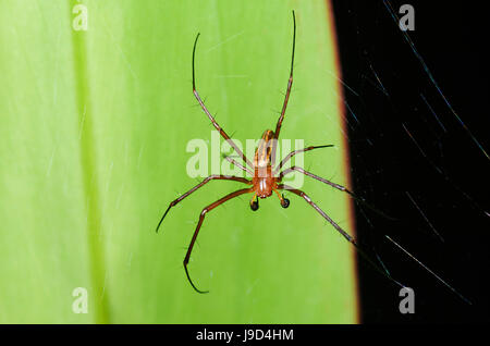 Des profils mâle Golden Orb weaver (Nephila pilipes-), Far North Queensland, Queensland, Australie, FNQ Banque D'Images