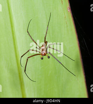 Des profils mâle Golden Orb weaver (Nephila pilipes-), Far North Queensland, Queensland, Australie, FNQ Banque D'Images