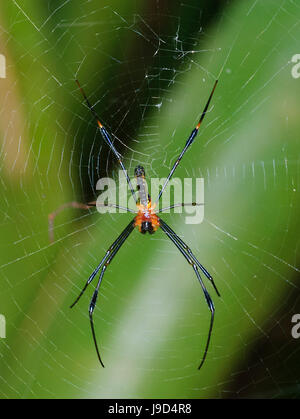 Globe Doré juvénile (Nephila pilipes-Weaver) dans son site web, l'extrême nord du Queensland, Australie, Queensland, FNQ Banque D'Images