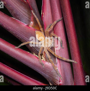 Huntsman (Neosparassus Badge sp.), Sparassidae, Far North Queensland, Queensland, Australie, FNQ Banque D'Images