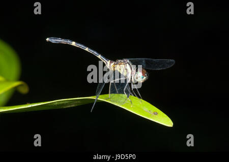 Close-up of an Australian Tiger Dragonfly (Ictinogomphus australis) dans sa phase bleue, Far North Queensland, Queensland, Australie, FNQ Banque D'Images