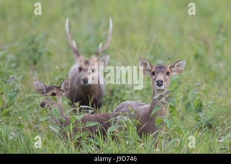 Un petit troupeau de cerfs de porcs mâles et femelles (Axis porcinus) à la caméra directement dans l'alimentation alors que dans le domaine en vert dans le nord-est de la Thaïlande Banque D'Images