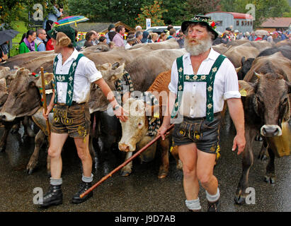 Viehscheid, la baisse annuelle des bovins à partir de l'été, les pâturages de montagne de la vallée, Bolsterlang, Bavière, Allemagne Banque D'Images