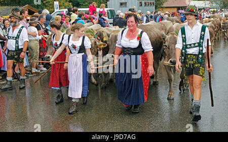 Viehscheid, la baisse annuelle des bovins à partir de l'été, les pâturages de montagne de la vallée, Bolsterlang, Bavière, Allemagne Banque D'Images