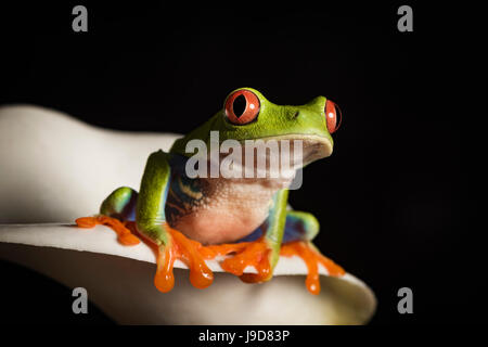 Grenouille arboricole aux yeux rouges (agalychnis callidryas), Royaume-Uni, Europe Banque D'Images