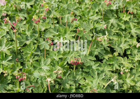 Cranes-Bill Rock, Hardy, géranium Géranium sauvage 'Czakor' (Geranium macrorrhizum), bigroot Banque D'Images