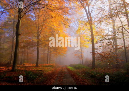 Forêt d'automne près de ferme du parc, Rhénanie-Palatinat, Allemagne, Europe Banque D'Images