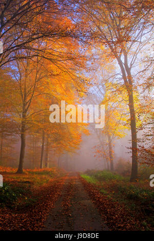 Forêt d'automne près de ferme du parc, Rhénanie-Palatinat, Allemagne, Europe Banque D'Images