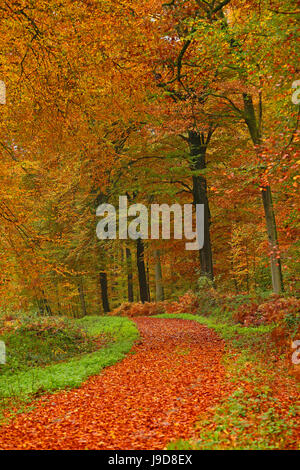 Forêt d'automne près de ferme du parc, Rhénanie-Palatinat, Allemagne, Europe Banque D'Images