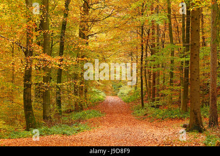 Forêt d'automne près de ferme du parc, Rhénanie-Palatinat, Allemagne, Europe Banque D'Images