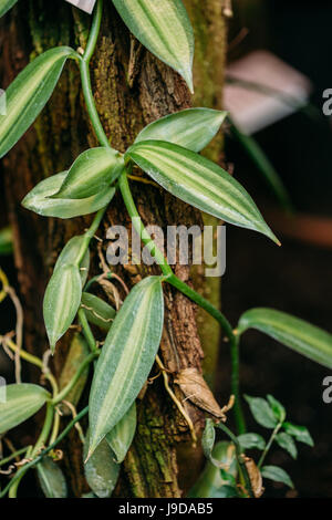 Les feuilles vertes de Vanilla planifolia Jacks Ex Andrews. Il est originaire du Mexique et d'Amérique centrale, et est l'une des principales sources pour la vanille F Banque D'Images