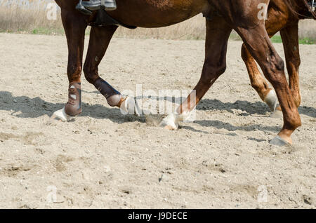 Cheval et cavalier de dressage Banque D'Images