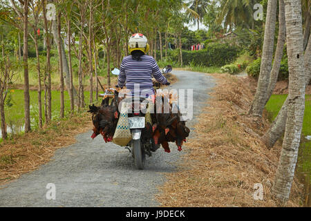 Femme sur la moto transportant des poulets, près de Tan Hoa, province de Tien Giang, Delta du Mekong, Vietnam Banque D'Images