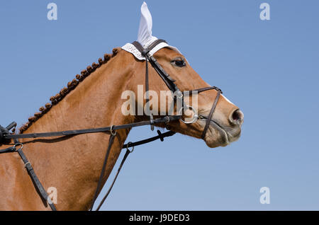 Head-shot d'un cheval de saut durant la formation avec cavalier non identifiés Banque D'Images