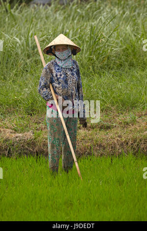 Travailleur en rizière, près de Tan Hoa, province de Tien Giang, Delta du Mekong, Vietnam Banque D'Images