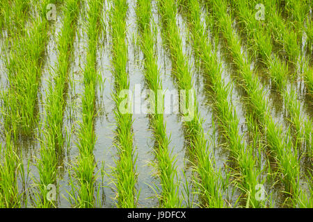 Le riz paddy, près de Tan Hoa, province de Tien Giang, Delta du Mekong, Vietnam Banque D'Images