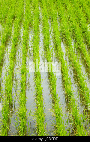 Le riz paddy, près de Tan Hoa, province de Tien Giang, Delta du Mekong, Vietnam Banque D'Images