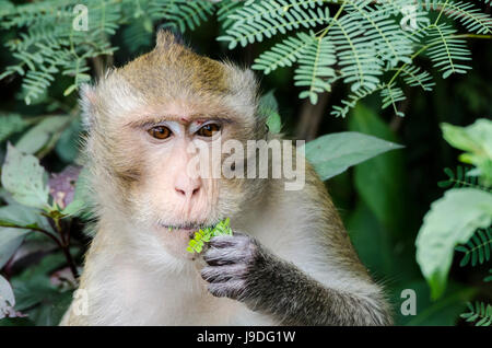 Un crabe adultes-eating macaque (Macaca fascicularis) ou alimentation macaque à longue queue dans le parc près des villages en Thaïlande Banque D'Images