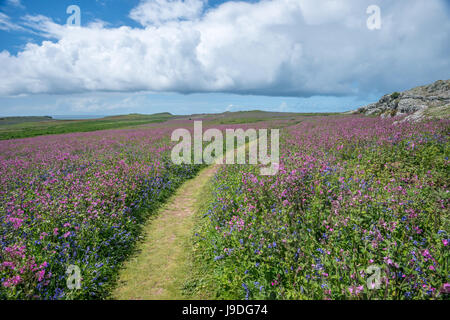 Fleurs sauvages gallois scène. Sentier en courbe à travers prairie de campion et de jacinthes, côte en arrière-plan. L'île de Skomer, Pembrokeshire. Peut Banque D'Images