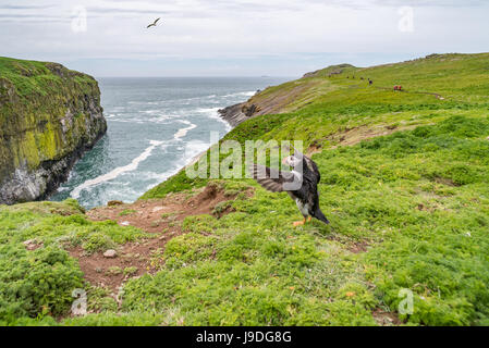 Macareux moine (Fratercula arctica) un étalement des ailes, apparaissant à prêcher à congrégation de mouettes sur le littoral. L'île de Skomer, Pembrokeshire, mai. Banque D'Images