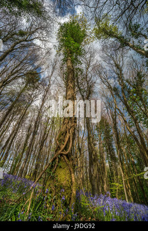 Arbre couvert de lierre parmi les jacinthes. Vers le haut canopy shot, montrant la croissance de printemps dans les bois. Cefn Coed woods, Brecon Beacons, Pays de Galles. Avril Banque D'Images