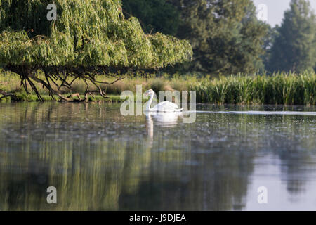 Un cygne muet natation sur un lac tranquille Banque D'Images