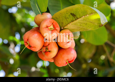 Sekinchan, Apple l'eau, la Malaisie. Banque D'Images