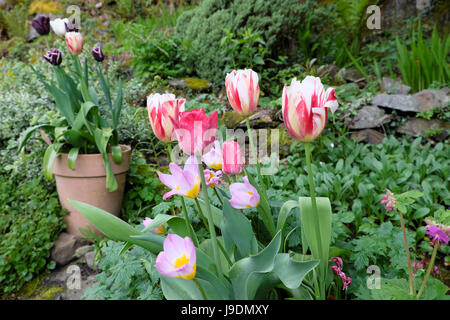 Divers ampoules tulipes de plus en pot en terre cuite debout dans un jardin de rocaille rocaille en avril dans les régions rurales du pays de Galles UK KATHY DEWITT Banque D'Images