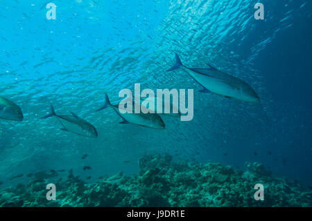 Travally Caranx melampygus, thon rouge, la chasse aux Maldives Banque D'Images