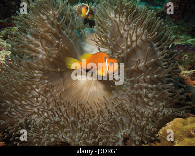 Putois poissons clowns, Amphiprion nigripes, à l'abri dans des récifs coralliens sur Anémone dans Bathala, Maldives Banque D'Images