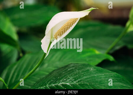 Les feuilles vertes de la plante Spathiphyllum fleur. C'est un genre d'environ 40 espèces de plantes à fleurs Monocotylédones famille Araceae, originaire de Tropic Banque D'Images