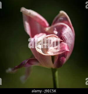 Belle macro point sélective de l'image fleurs tulipes fanées en décomposition à la fin du printemps Banque D'Images