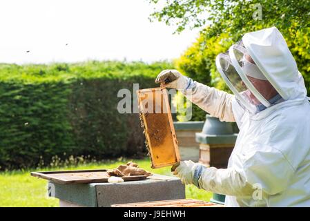 L'inspection de l'apiculteur miel super sur un style national ruche, Norfolk, Angleterre, Mai Banque D'Images