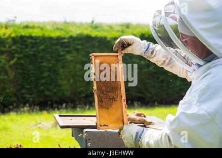 L'inspection de l'apiculteur miel super sur un style national ruche, Norfolk, Angleterre, Mai Banque D'Images