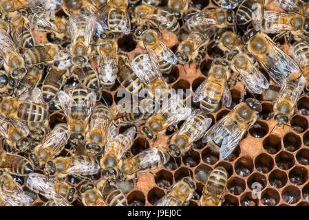 Colonie d'abeilles montrant abeilles ouvrières femelles sur chambre à couvain comb. Banque D'Images