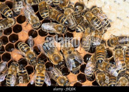 Colonie d'abeilles montrant des femmes ouvrières et faux-bourdons sur chambre à couvain comb. Banque D'Images