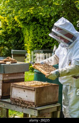 Apiculteur inspectant chambre à couvain d'une ruche d'abeilles. Banque D'Images