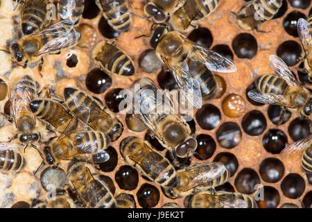 Colonie d'abeilles montrant des femmes ouvrières et faux-bourdons sur chambre à couvain comb. Banque D'Images