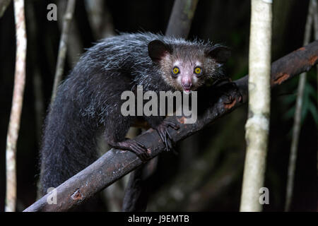 (Daubentonia madagascariensis Aye-Aye nocturne), Ankanin Ny Nofy, Madagascar Banque D'Images