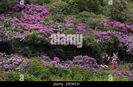 Belles couleurs que les rhododendrons sont en pleine floraison au National Trust Cragside Hall dans le Northumberland. Banque D'Images