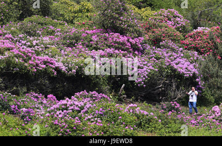 Belles couleurs que les rhododendrons sont en pleine floraison au National Trust Cragside Hall dans le Northumberland. Banque D'Images