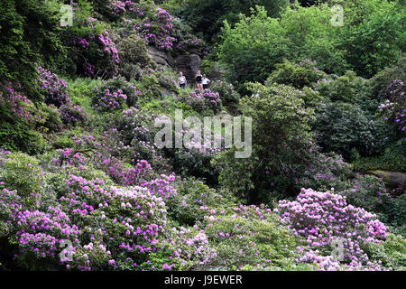 Belles couleurs que les rhododendrons sont en pleine floraison au National Trust Cragside Hall dans le Northumberland. Banque D'Images