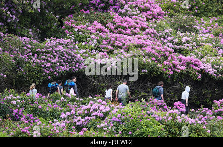 Belles couleurs que les rhododendrons sont en pleine floraison au National Trust Cragside Hall dans le Northumberland. Banque D'Images