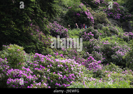 Belles couleurs que les rhododendrons sont en pleine floraison au National Trust Cragside Hall dans le Northumberland. Banque D'Images