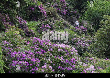 Belles couleurs que les rhododendrons sont en pleine floraison au National Trust Cragside Hall dans le Northumberland. Banque D'Images