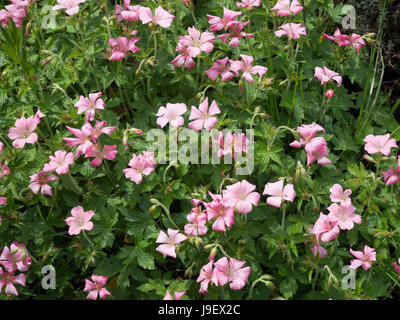 Geranium oxonianum Bressinghams Delight en fleur Banque D'Images