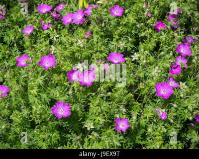 Geranium sanguineum Nyewood en fleur Banque D'Images