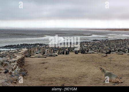 La Namibie, Cape Cross, Arctocephalus pusillus, pelage brun phoques ou d'Otaries à fourrure du Cap Banque D'Images